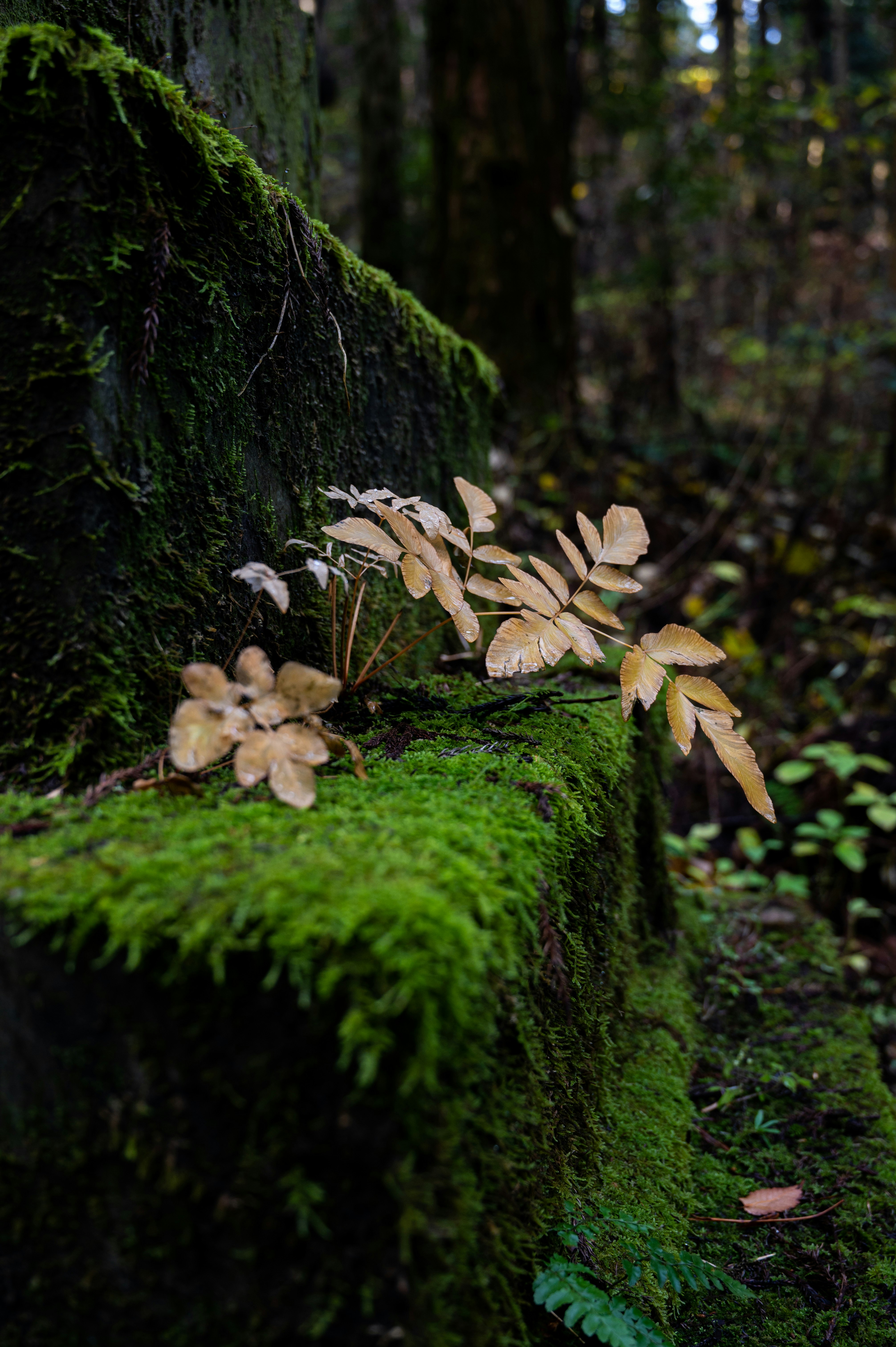 brown mushrooms on green moss